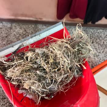 Baymak Kuş Yuvası Klima