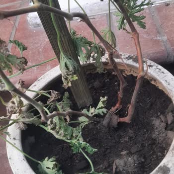 Fidan İstanbul Hayal Kırıklığı Fidanlar