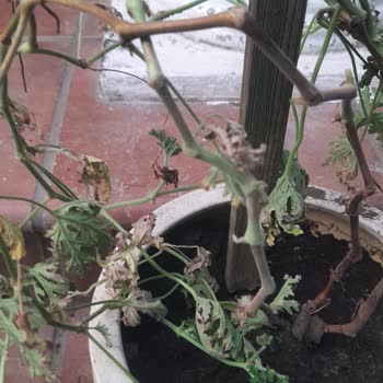 Fidan İstanbul Hayal Kırıklığı Fidanlar