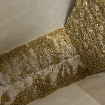 Wasa Gıda Wasa Dan Böcek Çıktı 4 Paket Çöp