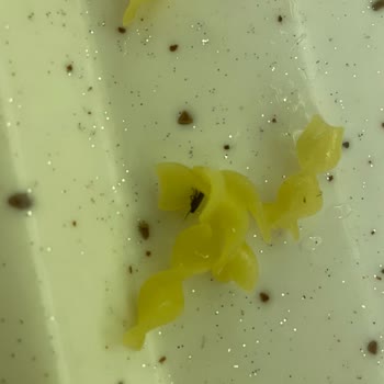 Filiz Makarna Paket Makarna Kalite Sorunları