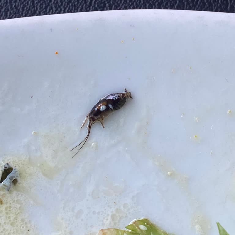 Zevk'in Plus Cafe & Restaurant Yemekte Böcek Var!