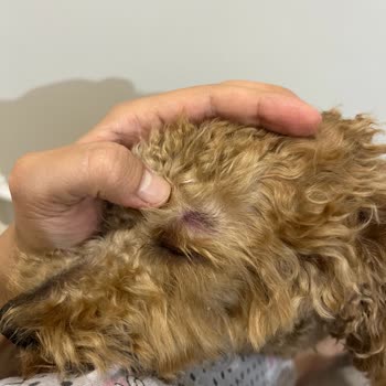 Ekvator Pet Shop & Pet Kuaför Ekvator Pet Shop Pet Kuaför Beylikdüzü Şikayet!