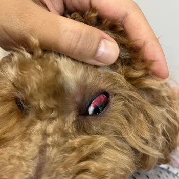 Ekvator Pet Shop & Pet Kuaför Ekvator Pet Shop Pet Kuaför Beylikdüzü Şikayet!