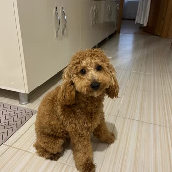 Ekvator Pet Shop & Pet Kuaför Ekvator Pet Shop Pet Kuaför Beylikdüzü Şikayet!