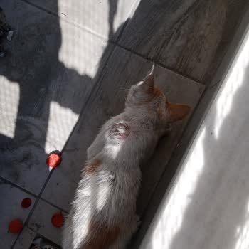 Sultangazi Belediyesi Yaralı Sokak Hayvanlarına Bakılmıyor!