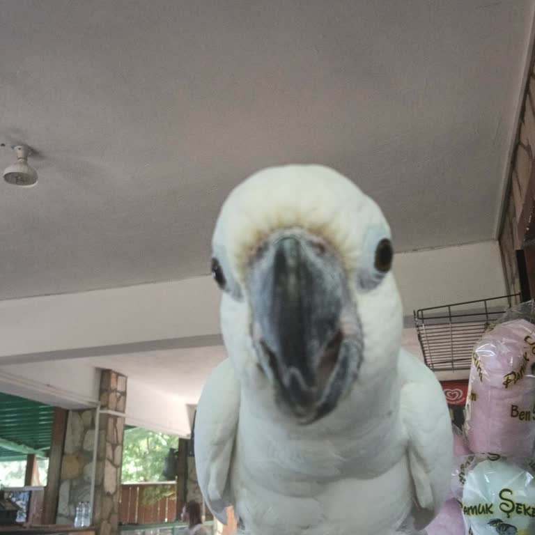 SGK İcat Çıkarmayın Artık!