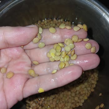 Doyum Organik Böcekli Mercimek