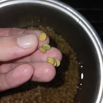 Doyum Organik Böcekli Mercimek