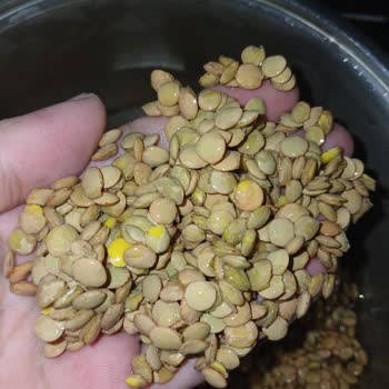 Doyum Organik Böcekli Mercimek