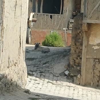 Tokat Belediyesi Köpekler Saldırdıkları İçin Toplanması