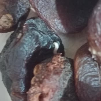 File Market Kuru Kayısı Kurtlu