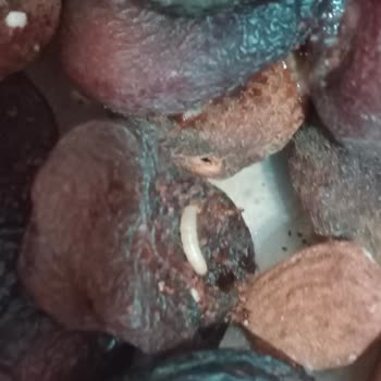 File Market Kuru Kayısı Kurtlu