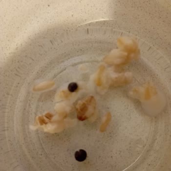 Raya Organik Yulaf Siyah Şeyler