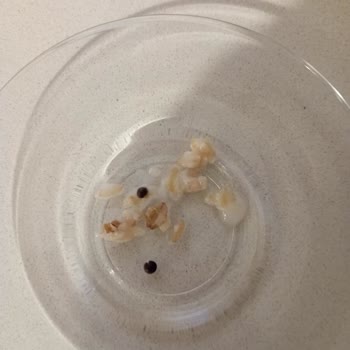 Raya Organik Yulaf Siyah Şeyler