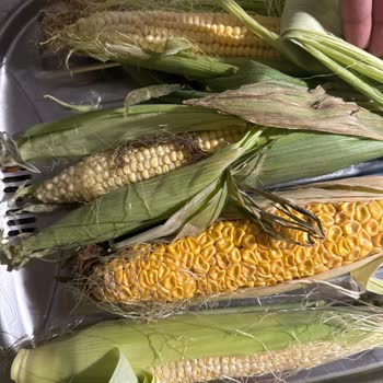 Trendyol Hızlı Market Bozuk Ürün Ve Yetersiz Müşteri Hizmeti Deneyimi