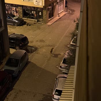 Manisa Büyükşehir Belediyesi Köpek Saldırısı, Köpek Sesleri, Isırması