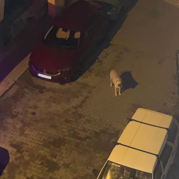 Manisa Büyükşehir Belediyesi Köpek Saldırısı, Köpek Sesleri, Isırması