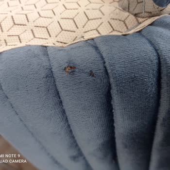 Mondi Statü Koltuk Takımı