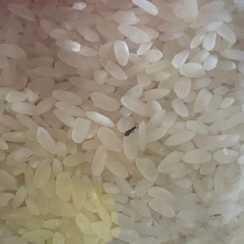 Yayla Bakliyat Böceklenen Yayla Marka Pirinç