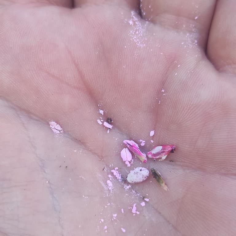 İntfa Tarım 3-4 Kg Tohumu Kaplayıp 10 Kg Diye Satıyorlar