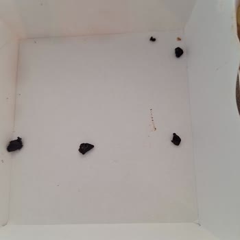 McDonald's Şirinyalı Şubesinde Hijyen Sorunu!