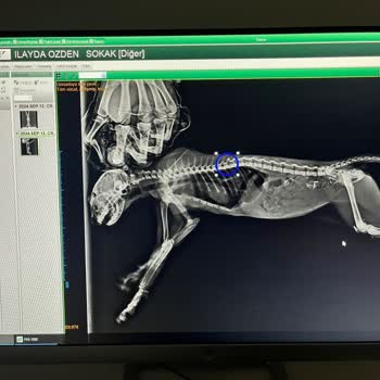 Şişli Belediyesi Şişli Bel. İtfaiye Şikayet