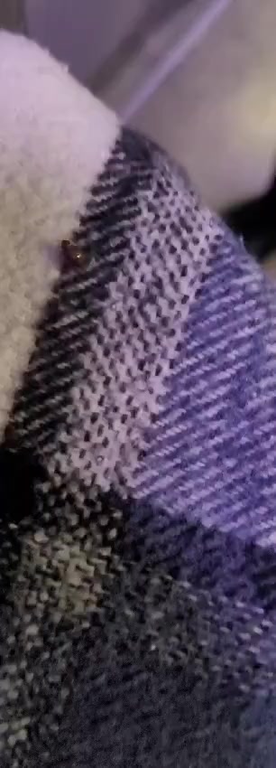 Problema de insectos en vuelo de Turkish Airlines Estambul-San Francisco Portada de vídeo