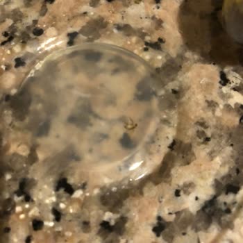 A101 Kendi Markası Olan Makarnada Böcek Çıktı