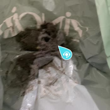 Dyson V15 Detect Absolute Problemas con la Batería y Daño en la Alfombra