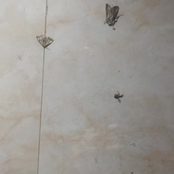 Side Legend Hotel Rezervasyon Sorunu Ve Hijyen Eksiklikleri