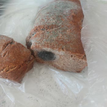 Mayasından Ekmek Manisa Demirci Şikayet