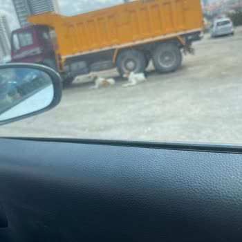 Çankaya Belediyesi Köpeklerin Barınaklara Toplatılması!