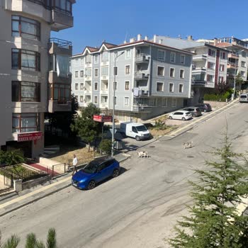 Çankaya Belediyesi Köpeklerin Barınaklara Toplatılması!