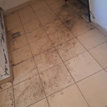 Kolejtepe Mahallesi'nde Yaşam Kalitesini Düşüren Çöp Ev Sorunu!