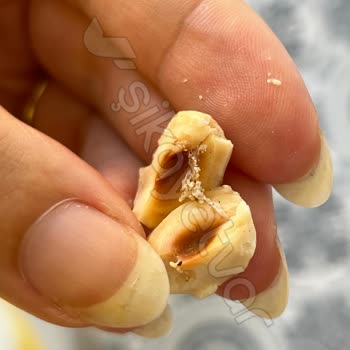 Migros Şenocak Gıda Böcekli Fındık Satması