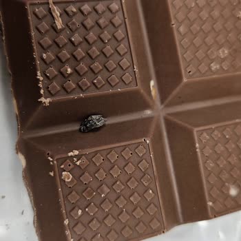 Kahve Dünyası Aldığım Çikolatanın İçinden Sinek Çıktı