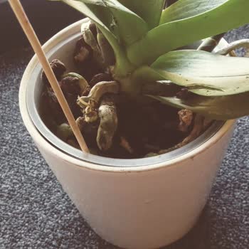 Ciceksepeti'nden Alışveriş Kolay Ama Çalıştığı Çiçekçiler Pişmanlık