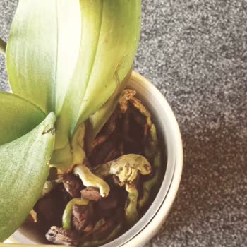 Ciceksepeti'nden Alışveriş Kolay Ama Çalıştığı Çiçekçiler Pişmanlık