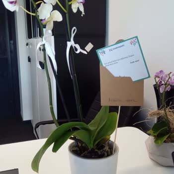 Ciceksepeti'nden Alışveriş Kolay Ama Çalıştığı Çiçekçiler Pişmanlık