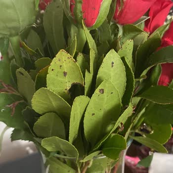 Özel Günümde Hayal Kırıklığı: Çiçek Sepeti'nden Gelen Çürük Çiçekler