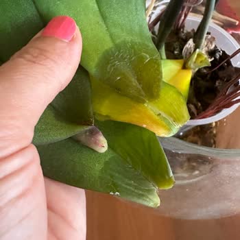 Çiçek Sepeti Mağduriyet