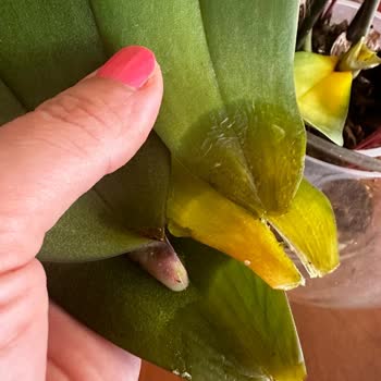 Çiçek Sepeti Mağduriyet