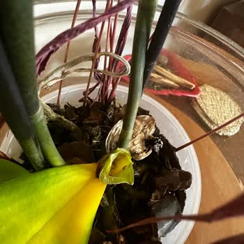 Çiçek Sepeti Mağduriyet