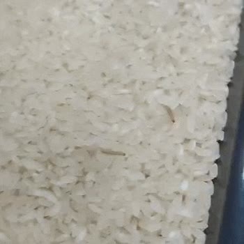 Yayla Bakliyat Yayla Gönen Baldo Pirinç SKT 2 Yıl Olmasına Rağmen Güvelenmiş