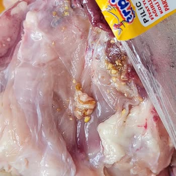 Hakmar'dan Aldığım Erpiliç Tavuklar Sürekli Sorunlu Çıkıyor