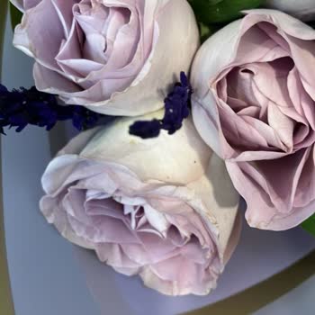 Lilyana Flowers Soluk Çiçek Göndermek İsteyen Buraya.