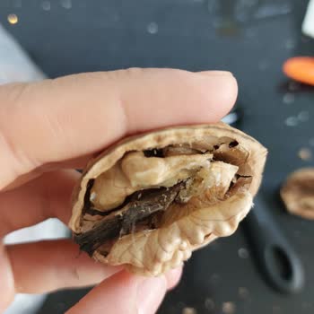 Canat Kuruyemiş Yeni Mahsul Cevizlerde Kurt Sorunu