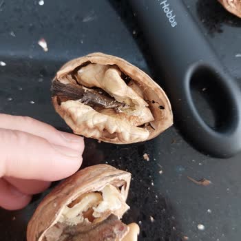 Canat Kuruyemiş Yeni Mahsul Cevizlerde Kurt Sorunu