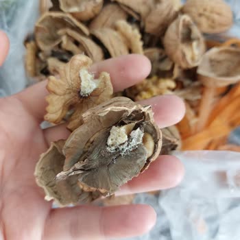 Canat Kuruyemiş Yeni Mahsul Cevizlerde Kurt Sorunu